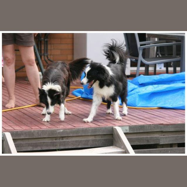 Photo of Sash And Zorro   On Hold