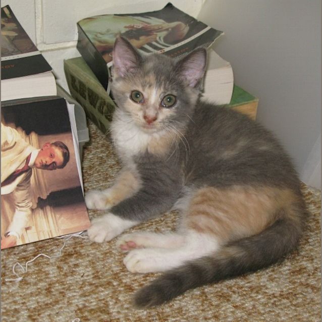 Photo of Harlequin