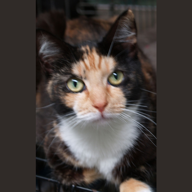 Photo of Pansie