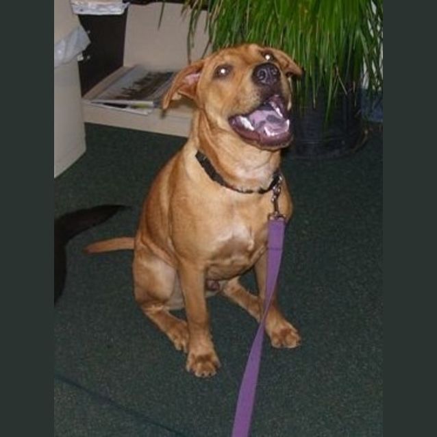 Photo of Benji