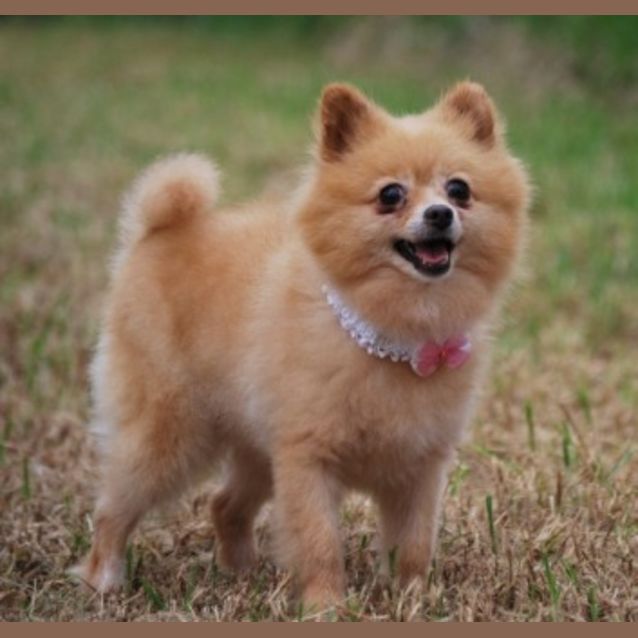 Photo of Pretty Penny