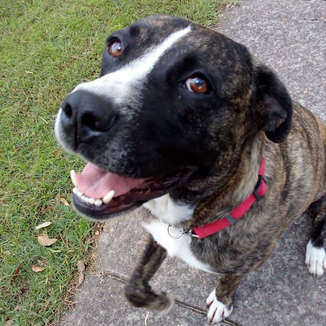 Photo of Strawberry ~ 3yo Boxer X Girl (On Trial 25/6/17)
