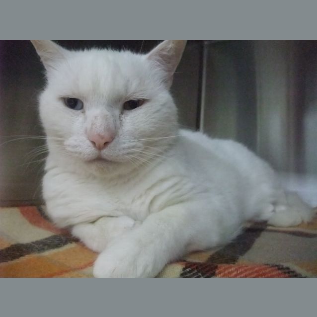 Photo of "Melrose" C10399