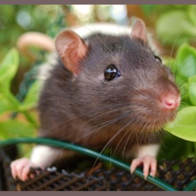 Photo of Roquefort