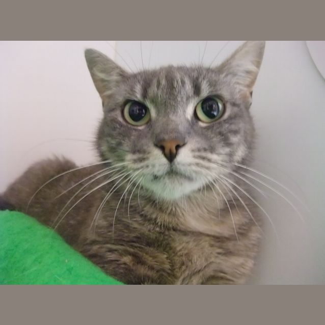 Photo of "Gracie" C10202