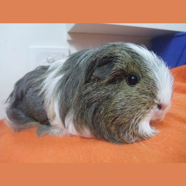 Photo of "Daisy" W3379