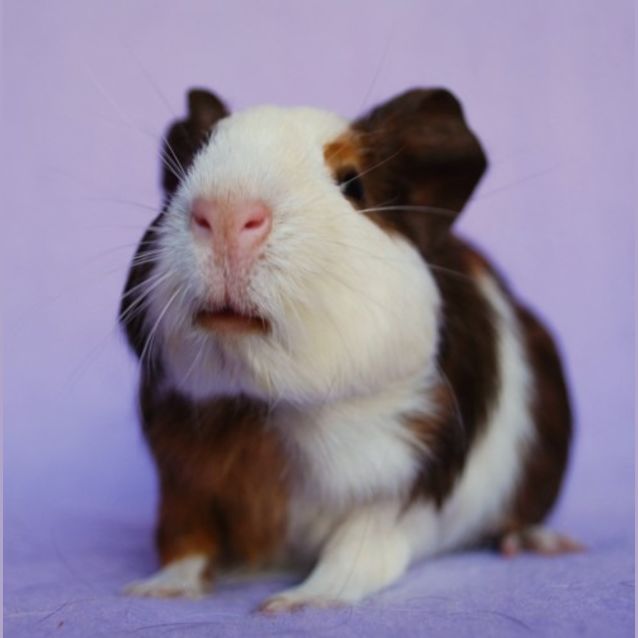 Photo of Petunia
