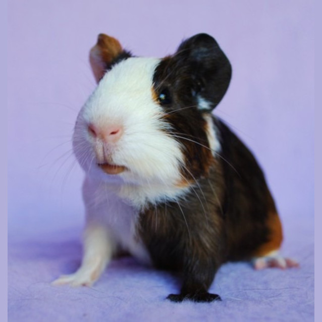Photo of Dandelion
