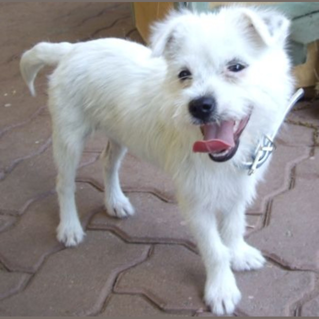 Photo of Mindy Adoption Pending