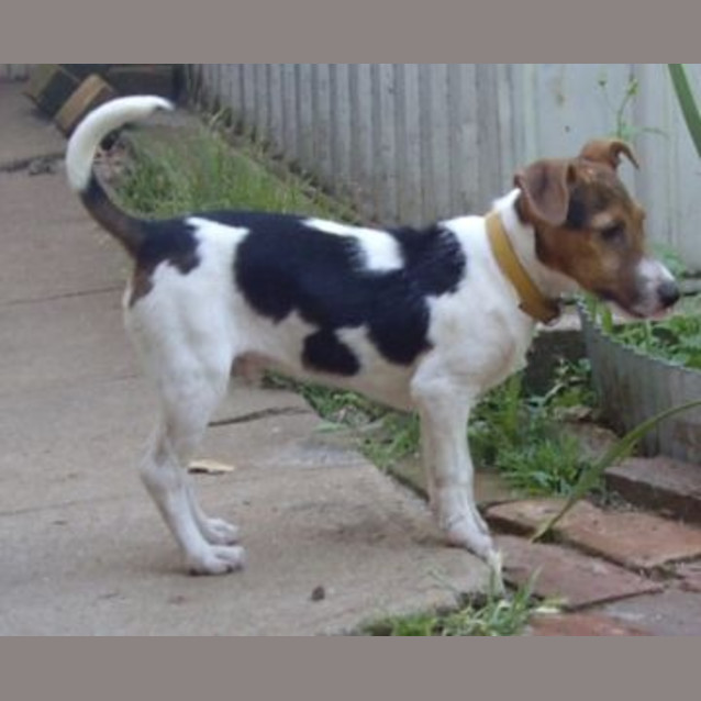 Photo of Stan   Adopted
