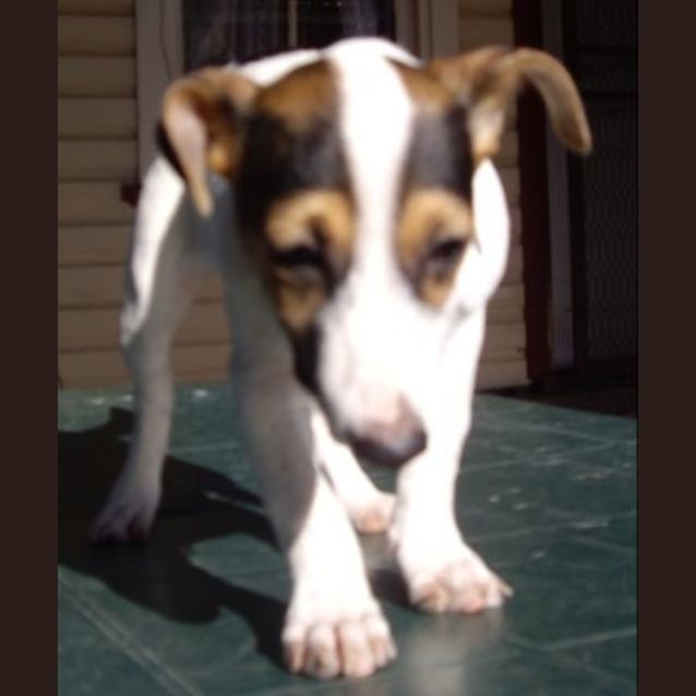 Photo of Ollie   On Trial