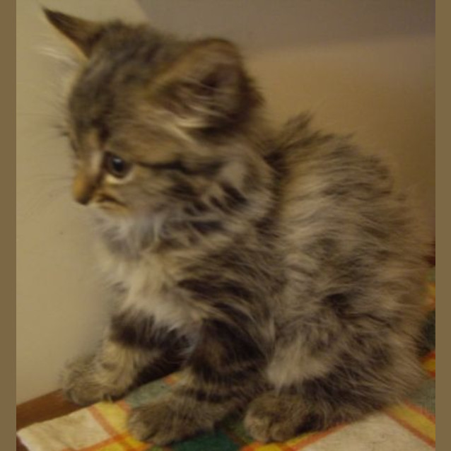 Photo of Bubbles   Adopted