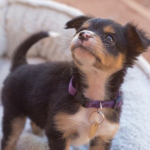 Photo of Rosie (D3563)