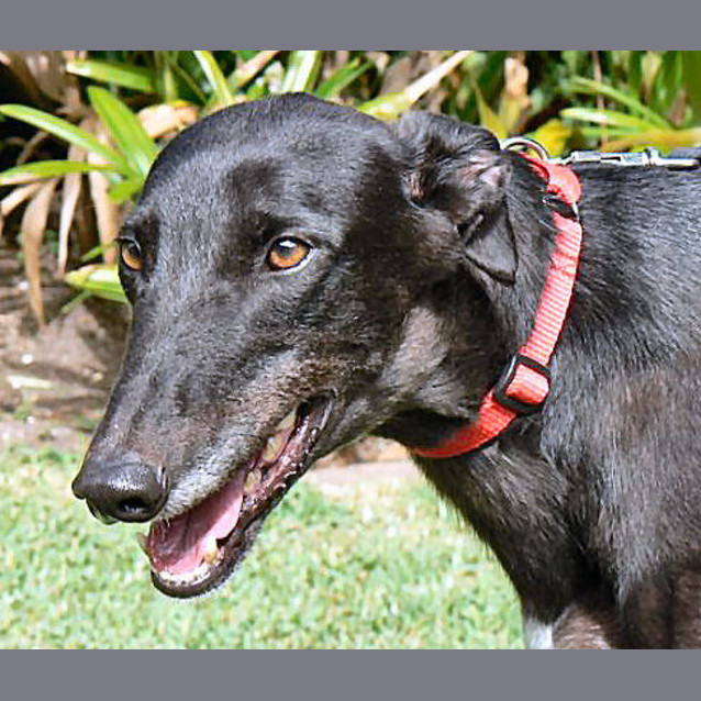 Photo of Bobby   Trialling His New Home