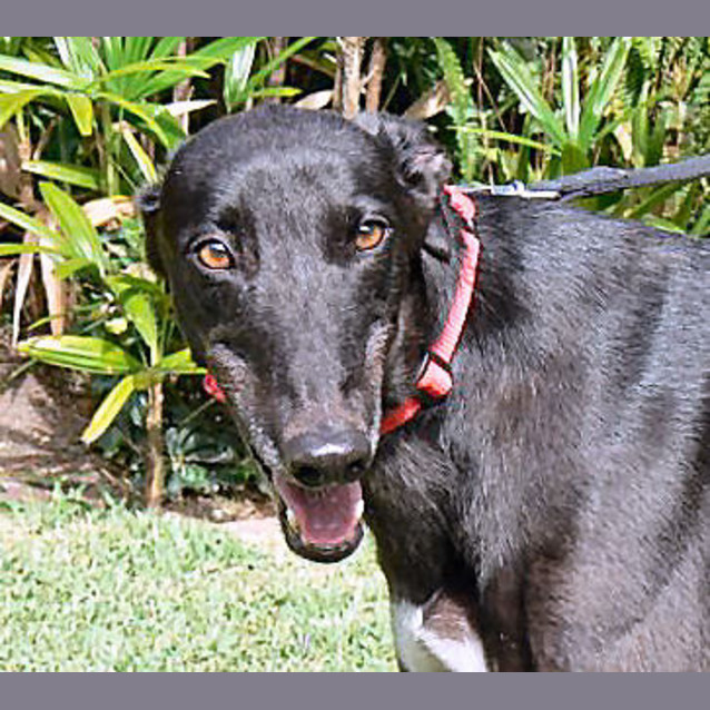 Photo of Bobby   Trialling His New Home