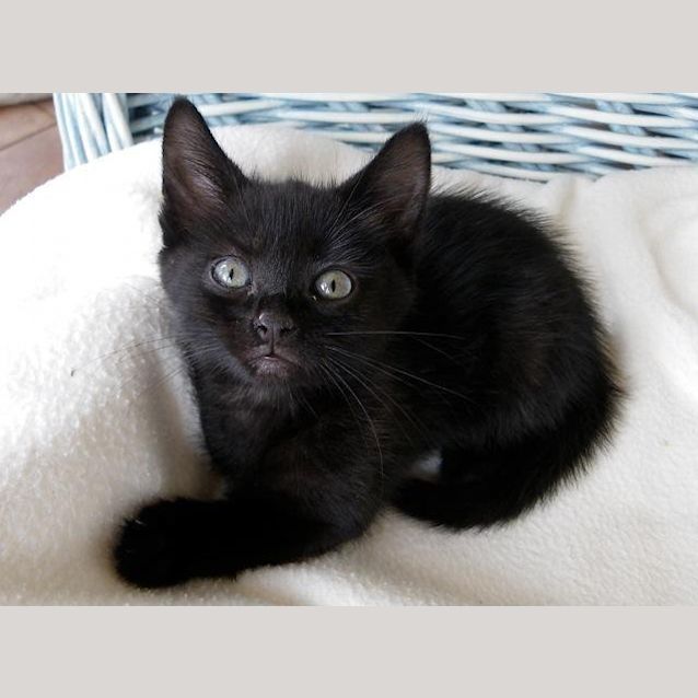 Photo of Teddy