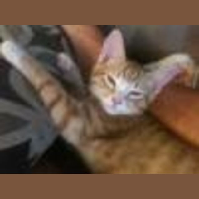 Photo of Ginger Ninja