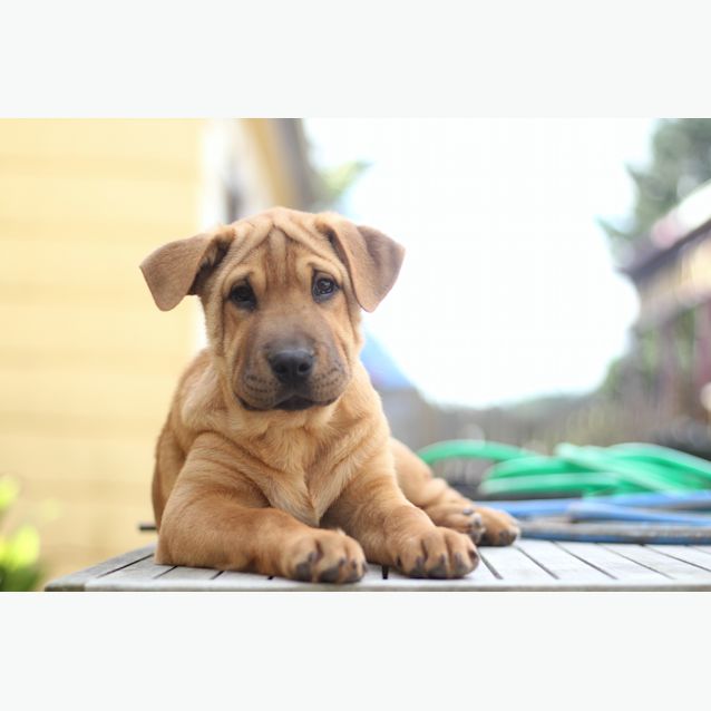 Photo of Bailey