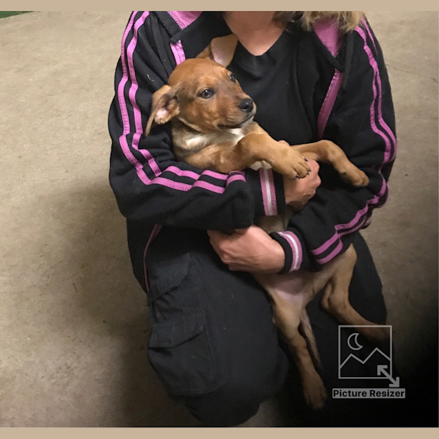Photo of Jasper ** Such A Good Pup **