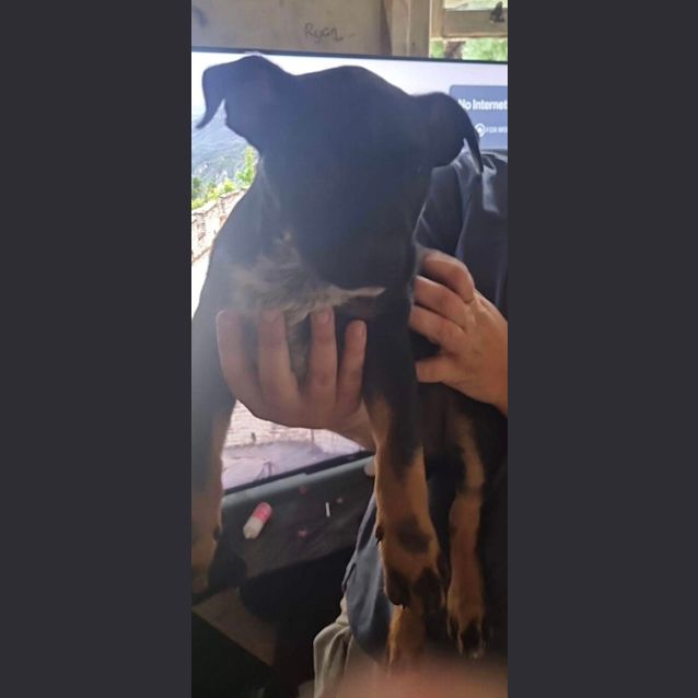 Photo of Buddy