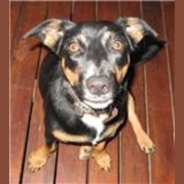 Photo of Poppy