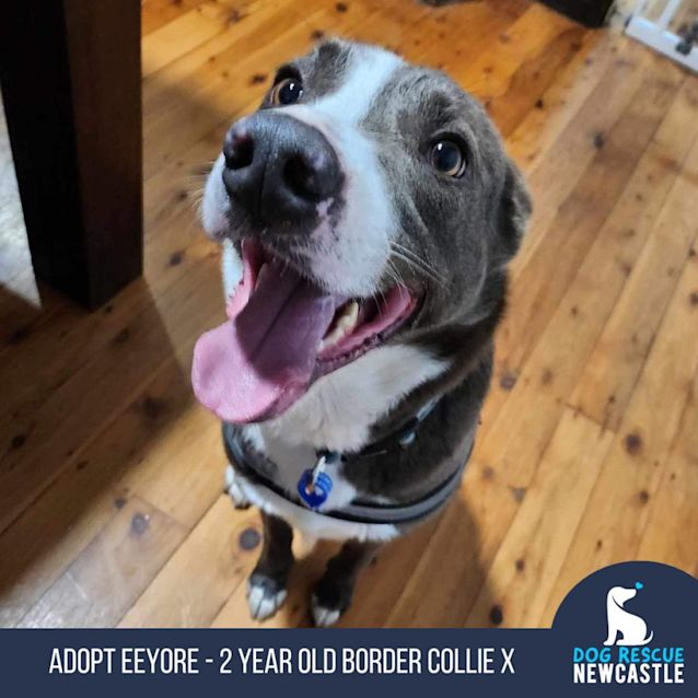 Photo of Eeyore   2 Year Old Border Collie X (Trial 26/7/23