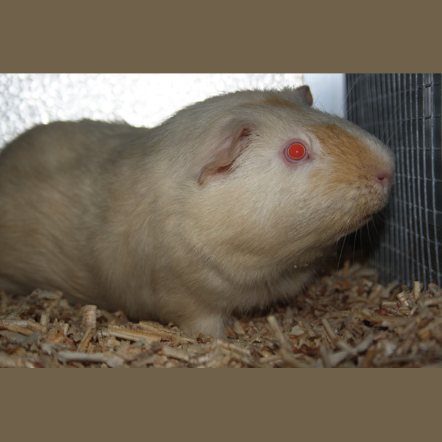 Photo of Gizmo
