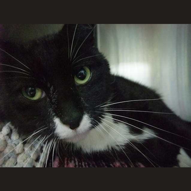 Photo of "Chester" C09171