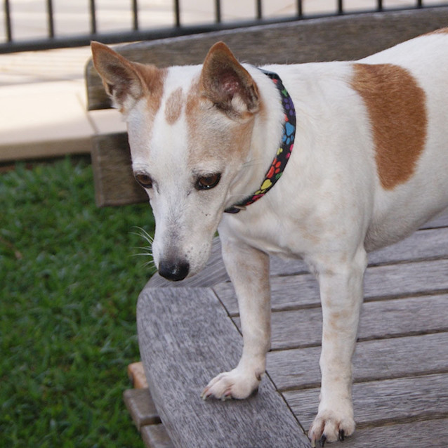 Photo of Roxie ~ 9yo Fox Terrier X (On Trial 28/05/17)