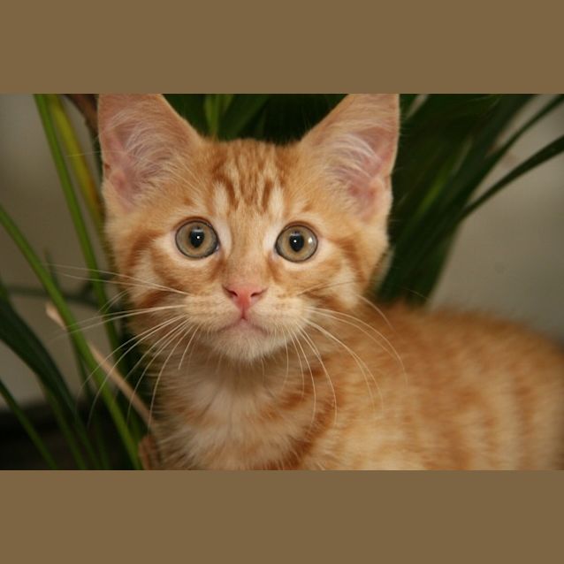 Photo of Rastus