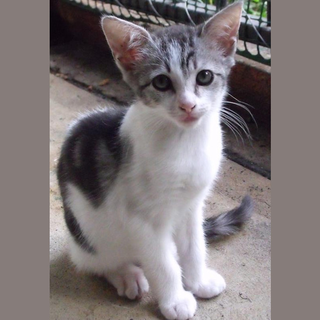 Photo of Violet