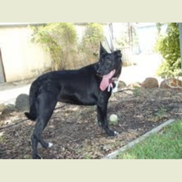 Photo of Gracie *Adoption Pending*