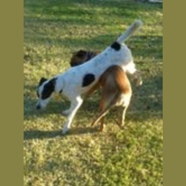 Photo of Snoopy*Adoption Pending*