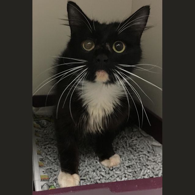 Photo of Oreo