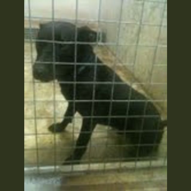 Photo of Diesel *Adoption Pending*