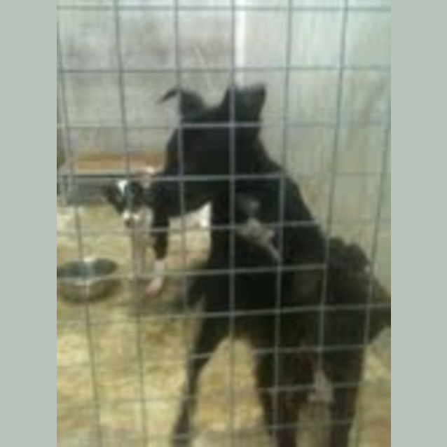Photo of Puppies
