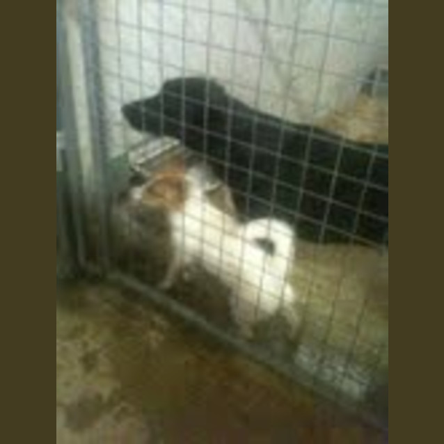 Photo of Gigi * Adoption Pending*