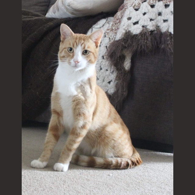 Photo of Simba & Pop 