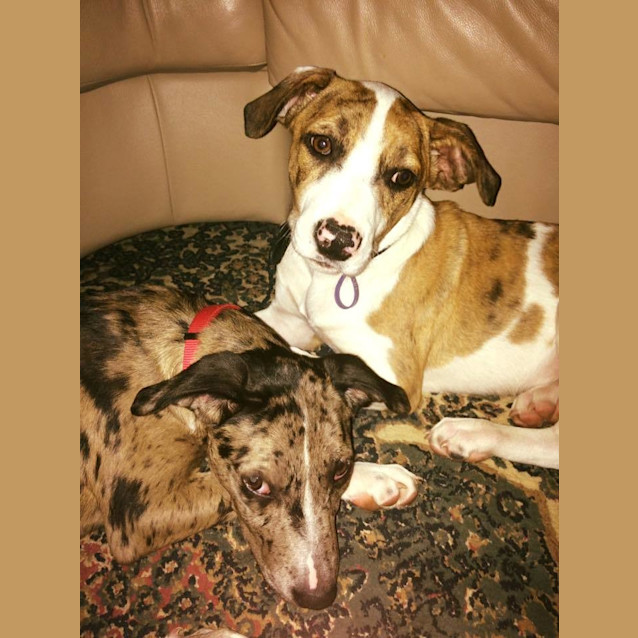 Photo of Copper 