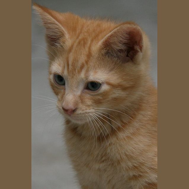 Photo of Maxwell