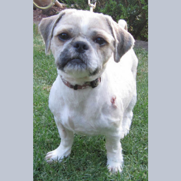 Photo of Maestro