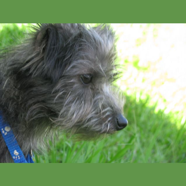 Photo of Alfie