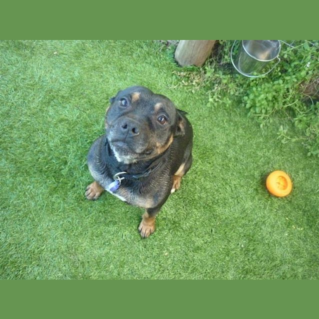 Photo of Angus