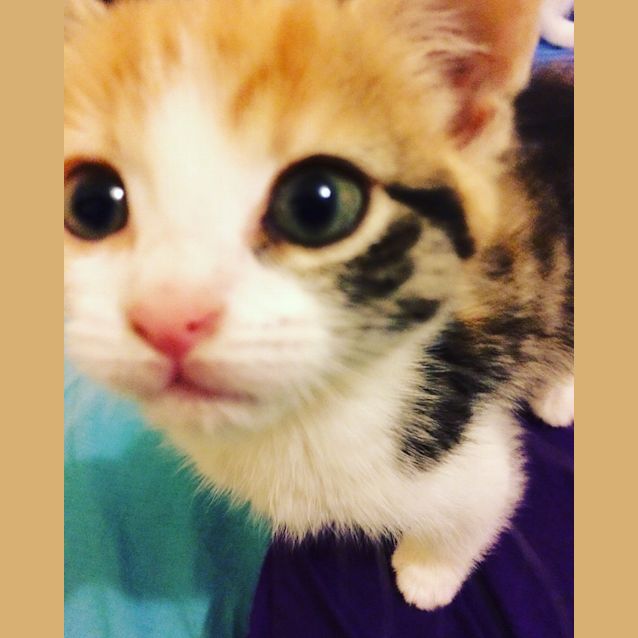 Photo of "Peanut" **Reduced Adoption Fee**