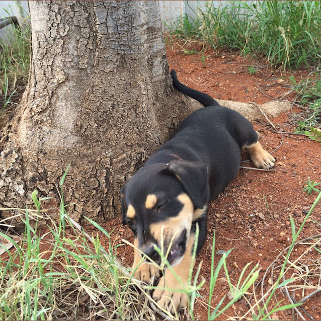 Photo of Central Desert Puppies