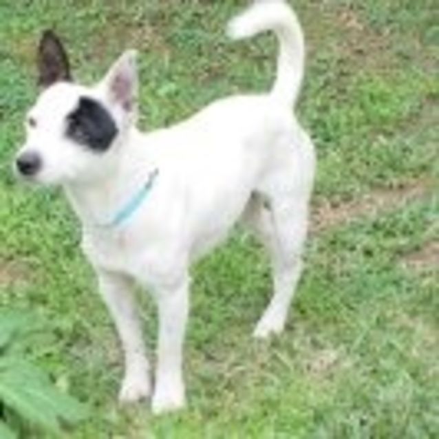 Photo of Snoopy (Adoption Pending)