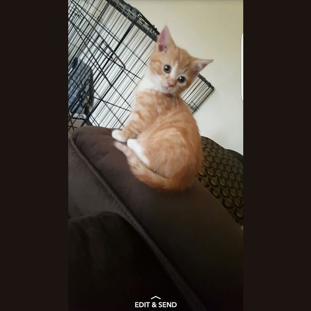 Photo of "Nemo" **Reduced Adoption Fee**
