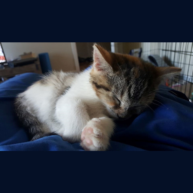 Photo of "Dory" **Reduced Adoption Fee**