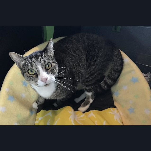 Photo of Banjo