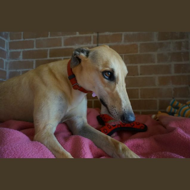 Photo of Rebel (On Trial Feb 2017)